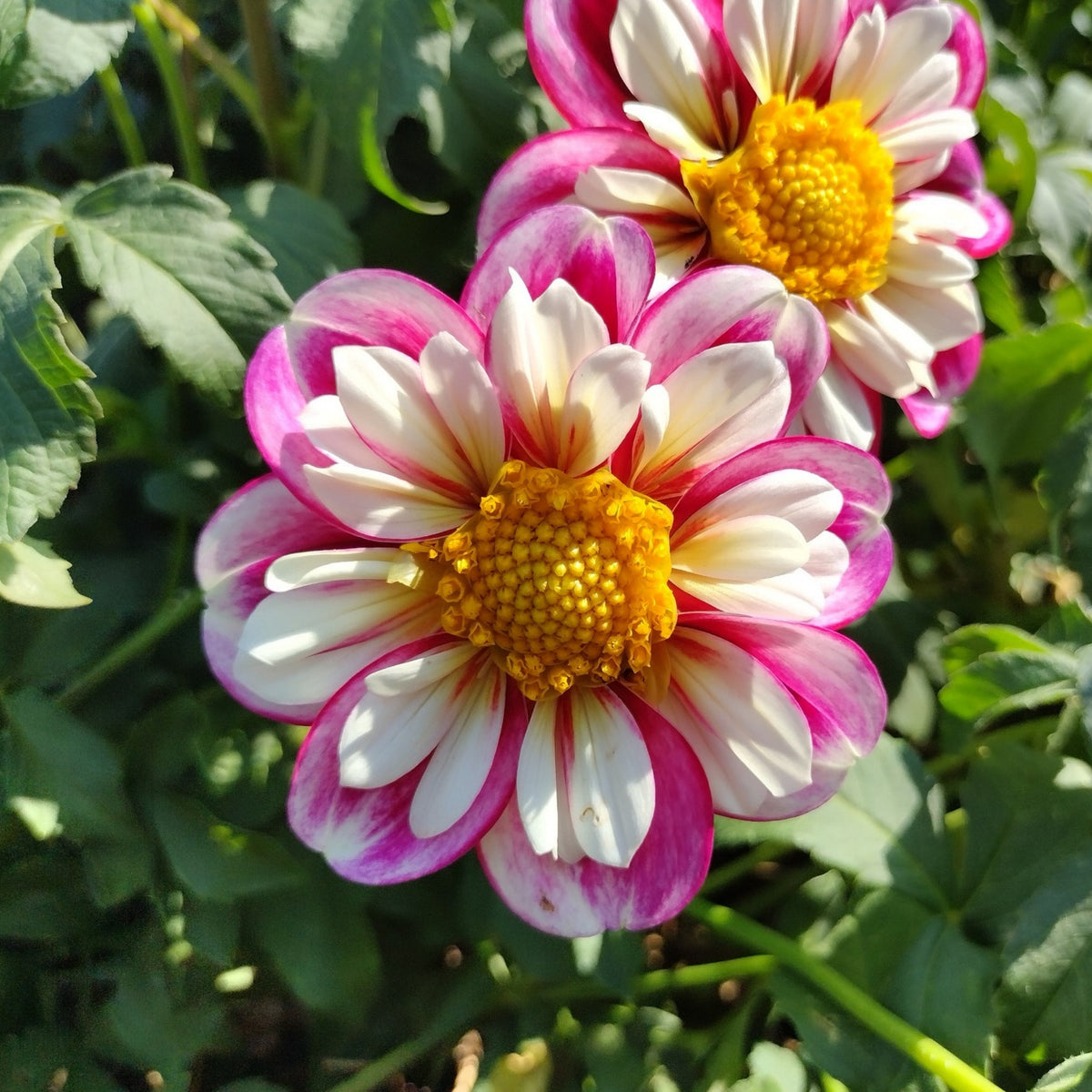40+ Rare Seeds - Bumble Rumble Dahlia Seeds, Container