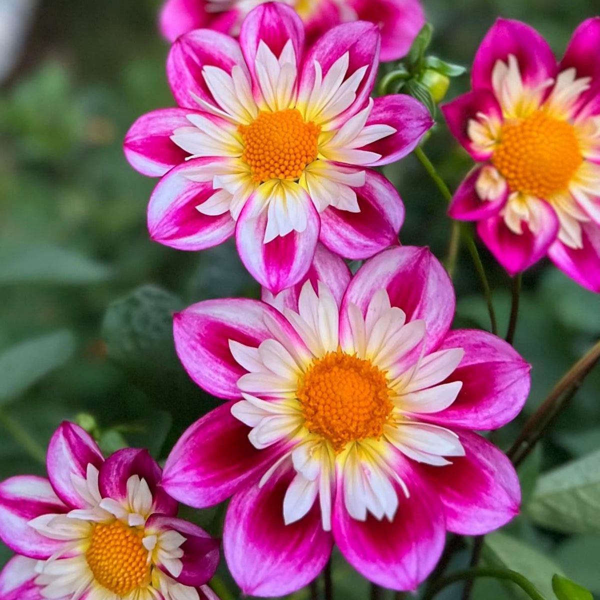 40+ Rare Seeds - Bumble Rumble Dahlia Seeds, Container