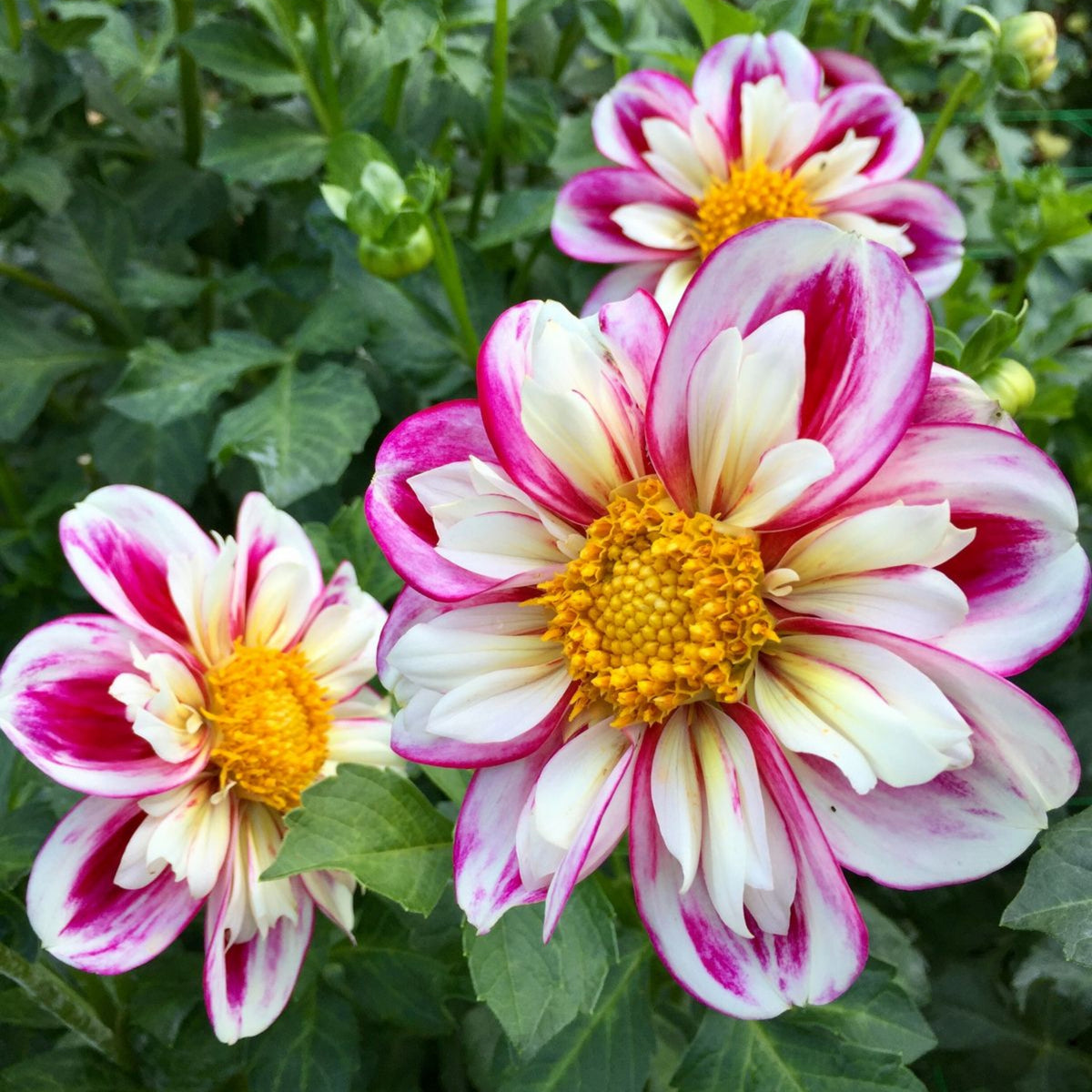 40+ Rare Seeds - Bumble Rumble Dahlia Seeds, Container