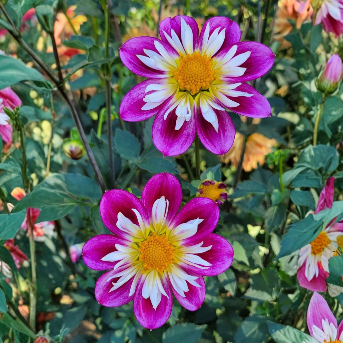 40+ Rare Seeds - Bumble Rumble Dahlia Seeds, Container