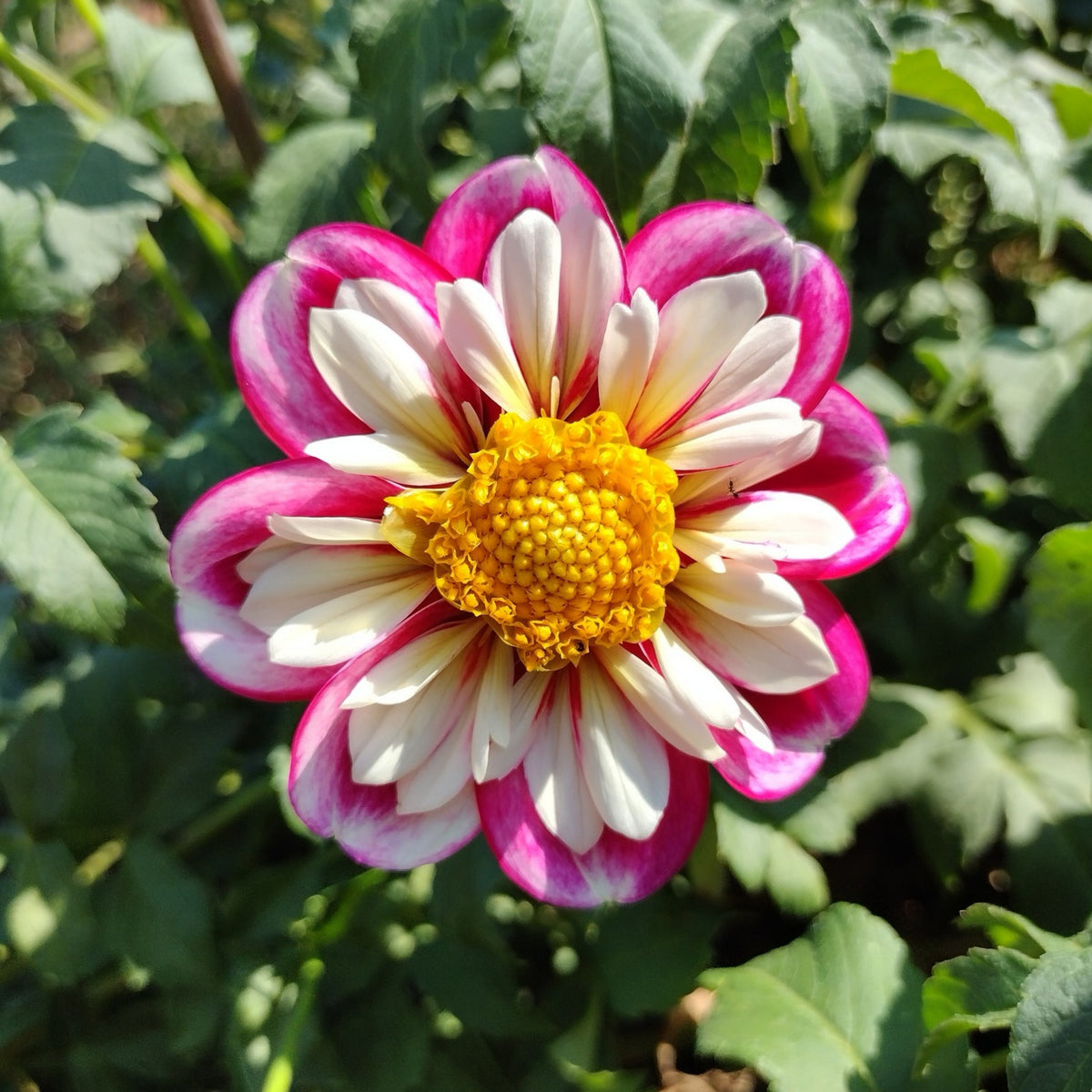 40+ Rare Seeds - Bumble Rumble Dahlia Seeds, Container