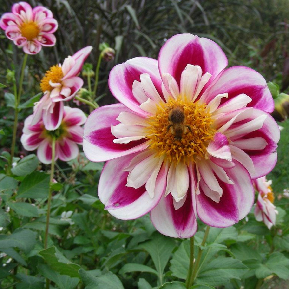40+ Rare Seeds - Bumble Rumble Dahlia Seeds, Container