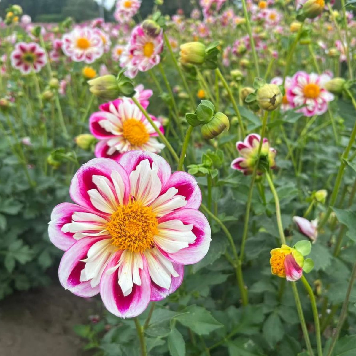 40+ Rare Seeds - Bumble Rumble Dahlia Seeds, Container