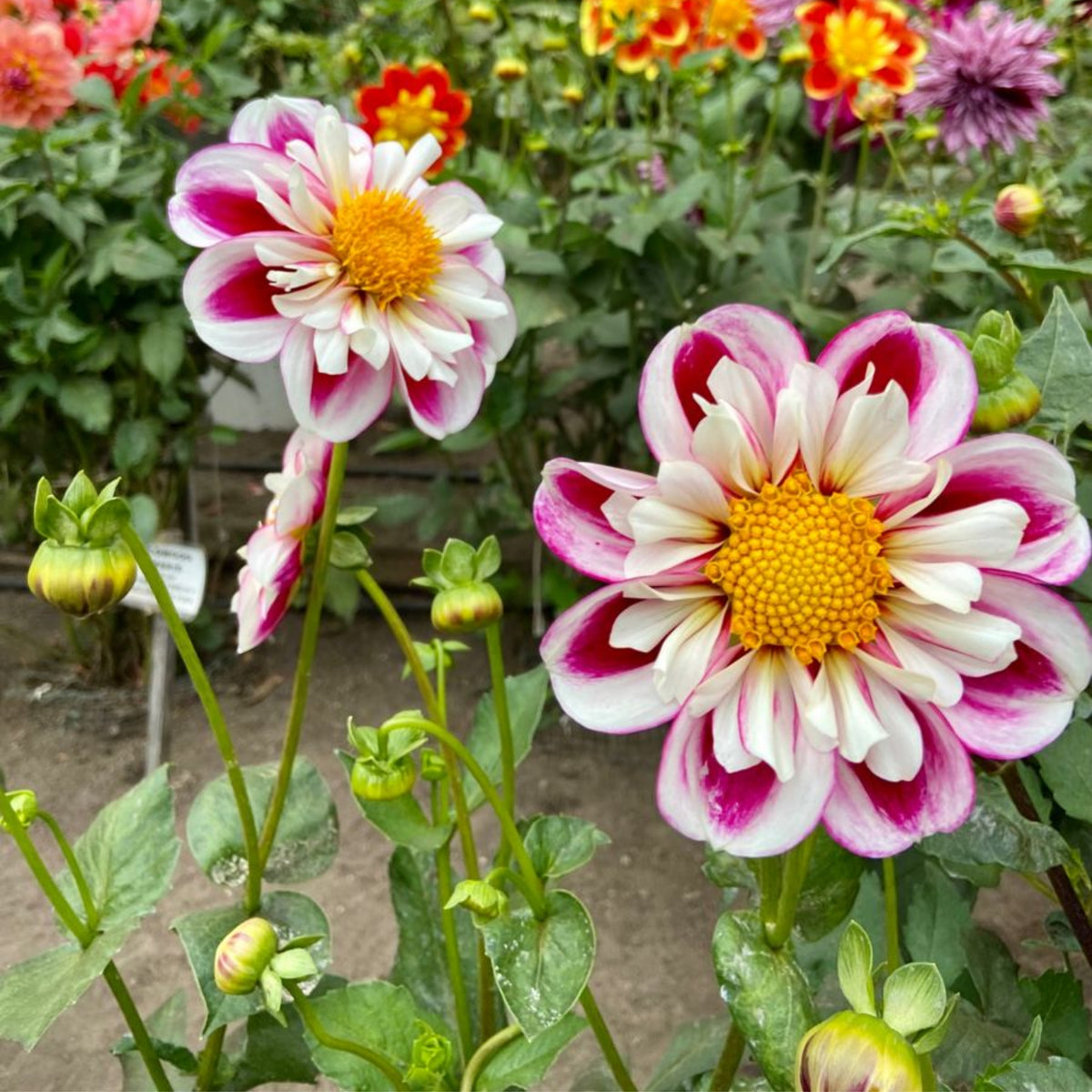 40+ Rare Seeds - Bumble Rumble Dahlia Seeds, Container