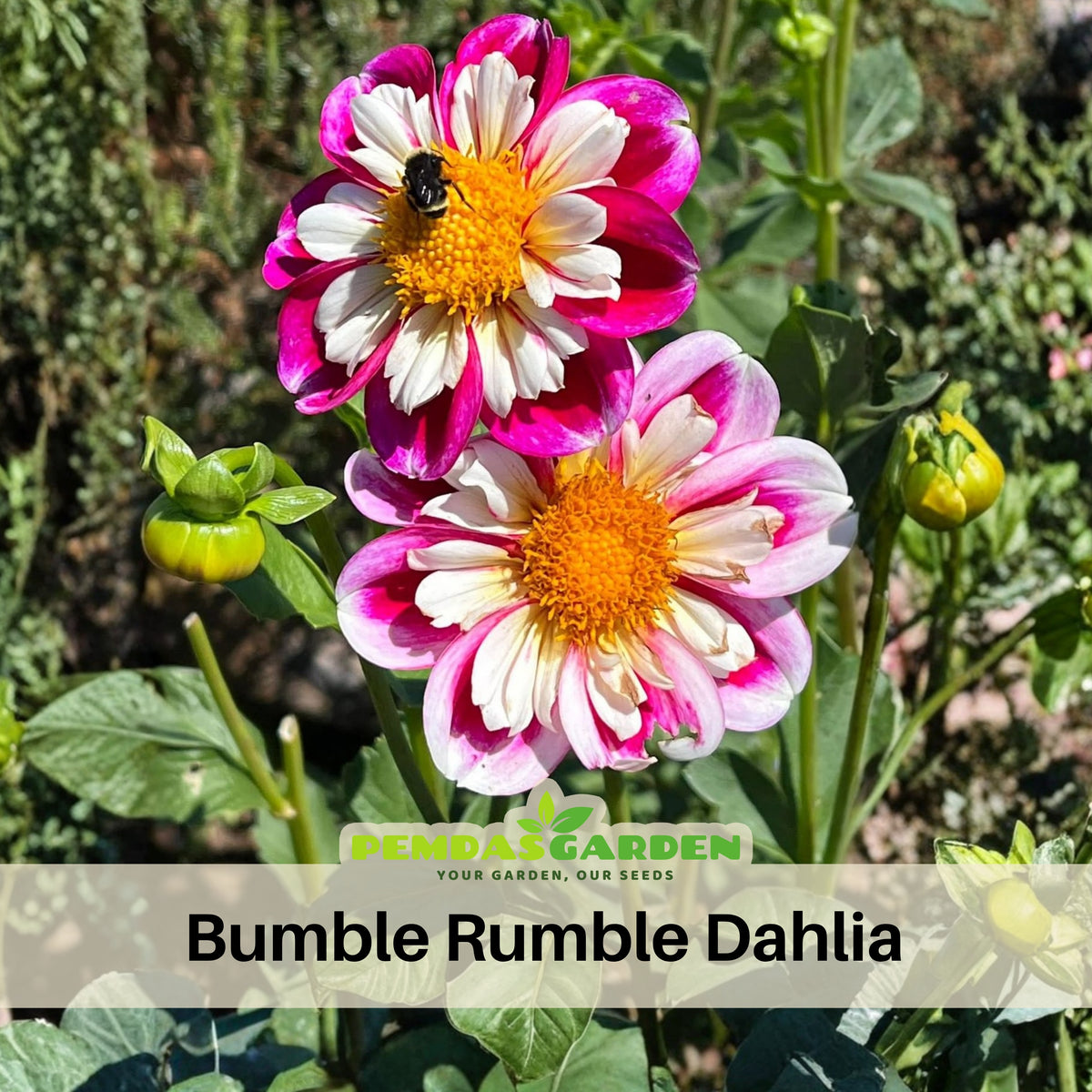 40+ Rare Seeds - Bumble Rumble Dahlia Seeds, Container
