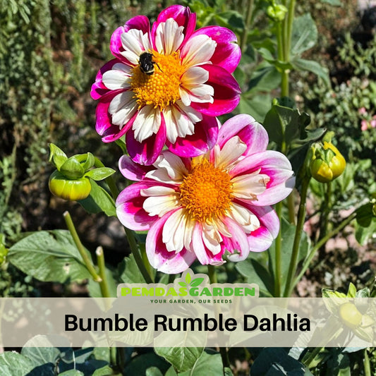 40+ Rare Seeds - Bumble Rumble Dahlia Seeds, Container
