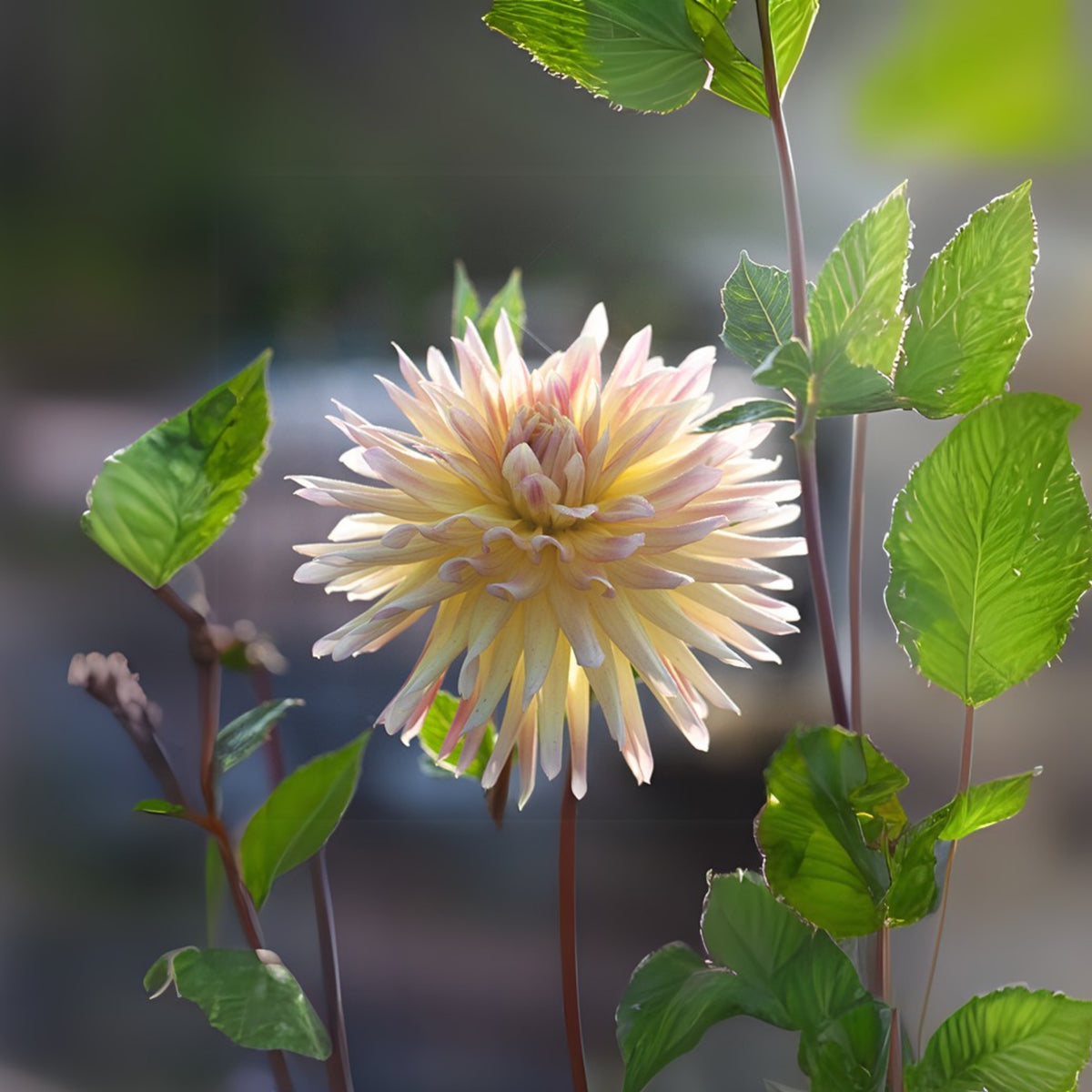 Cabana Banana Dahlia Perennial Seeds - Mixed Color Blooms, 40+ seeds