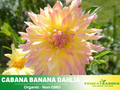 40+ Seeds|  Cabana Banana Dahlia Perennial Seeds– Mixed Color Blooms, Fast Growing Annual Flowers, Ornamental Garden Seeds for Borders & Pots #D024