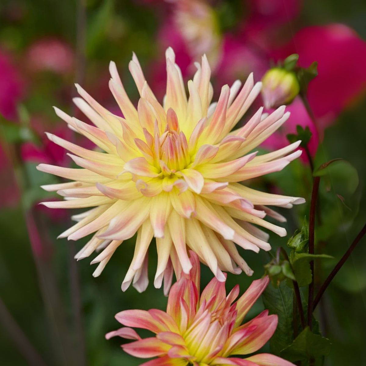 Cabana Banana Dahlia Perennial Seeds - Mixed Color Blooms, 40+ seeds