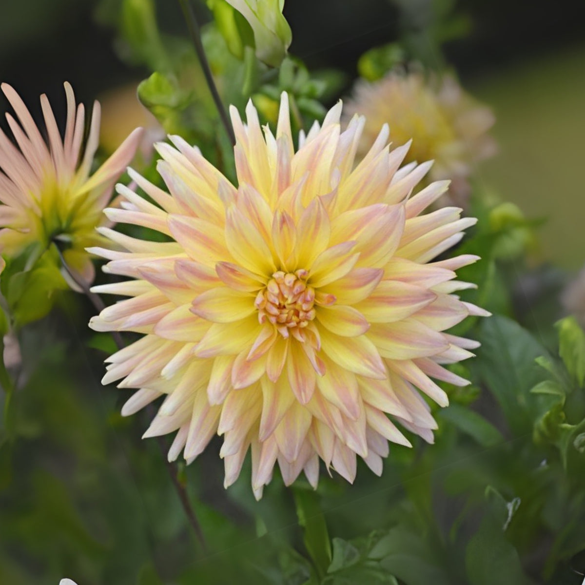Cabana Banana Dahlia Perennial Seeds - Mixed Color Blooms, 40+ seeds
