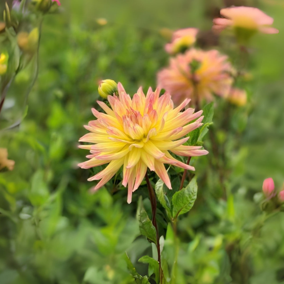 Cabana Banana Dahlia Perennial Seeds - Mixed Color Blooms, 40+ seeds