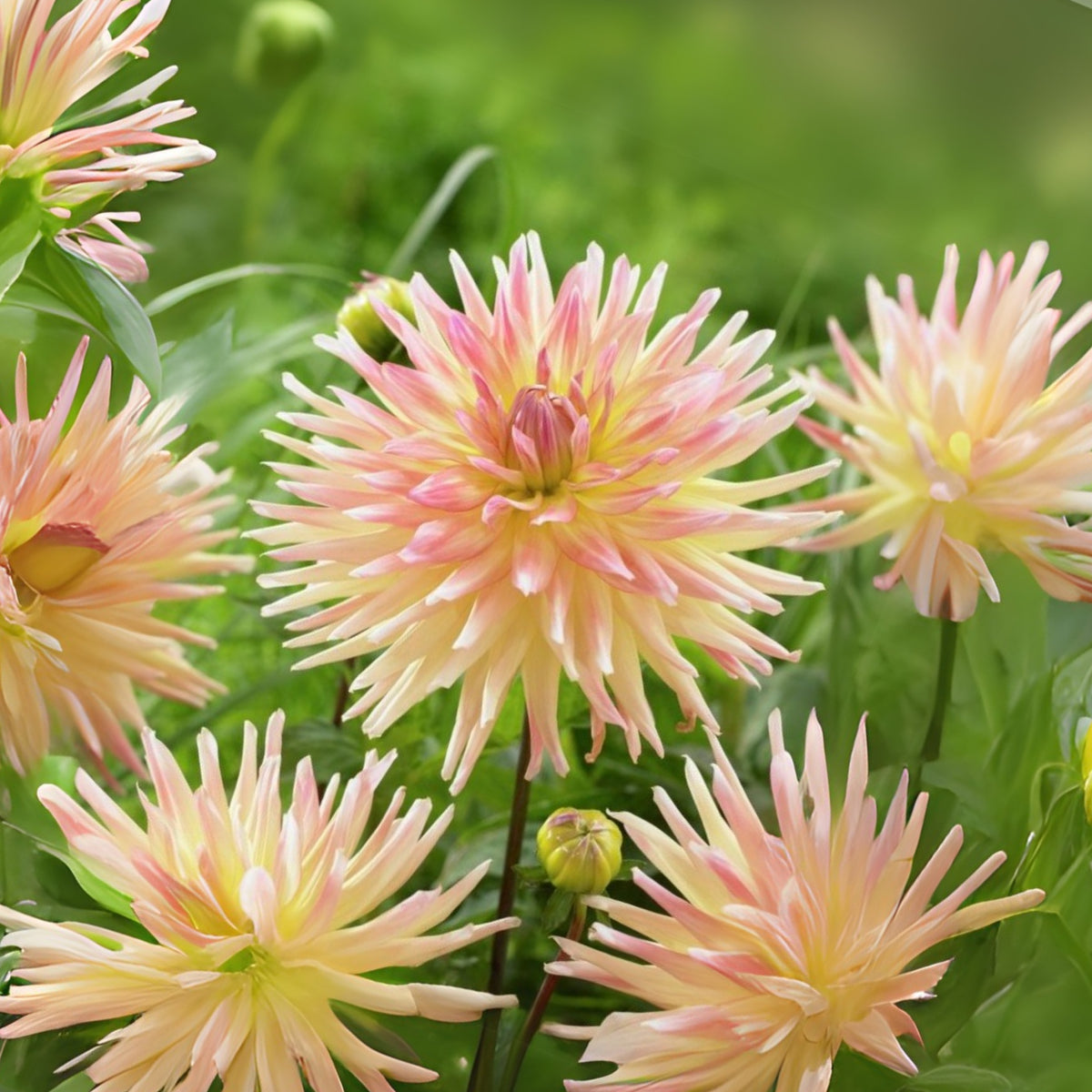 Cabana Banana Dahlia Perennial Seeds - Mixed Color Blooms, 40+ seeds