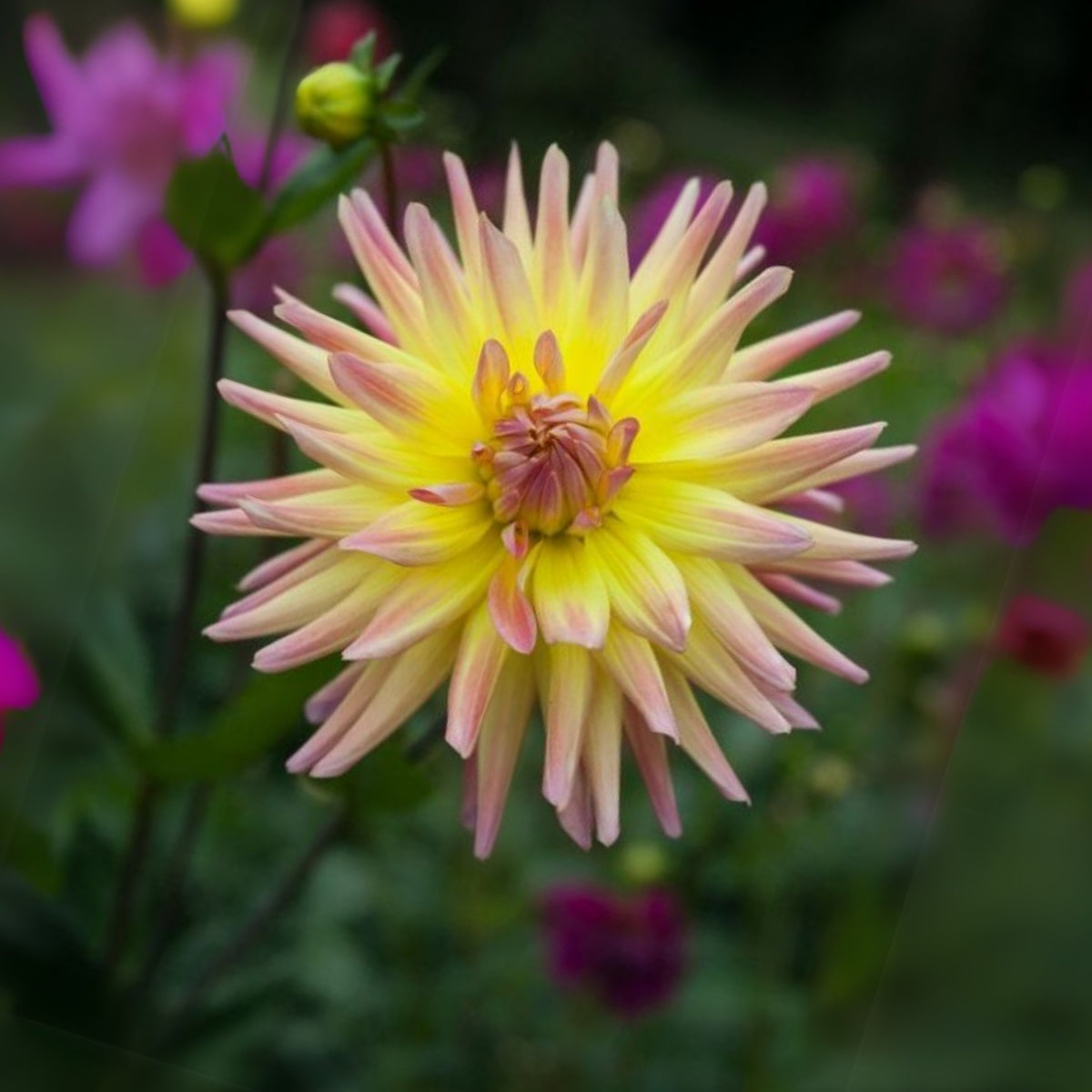 Cabana Banana Dahlia Perennial Seeds - Mixed Color Blooms, 40+ seeds