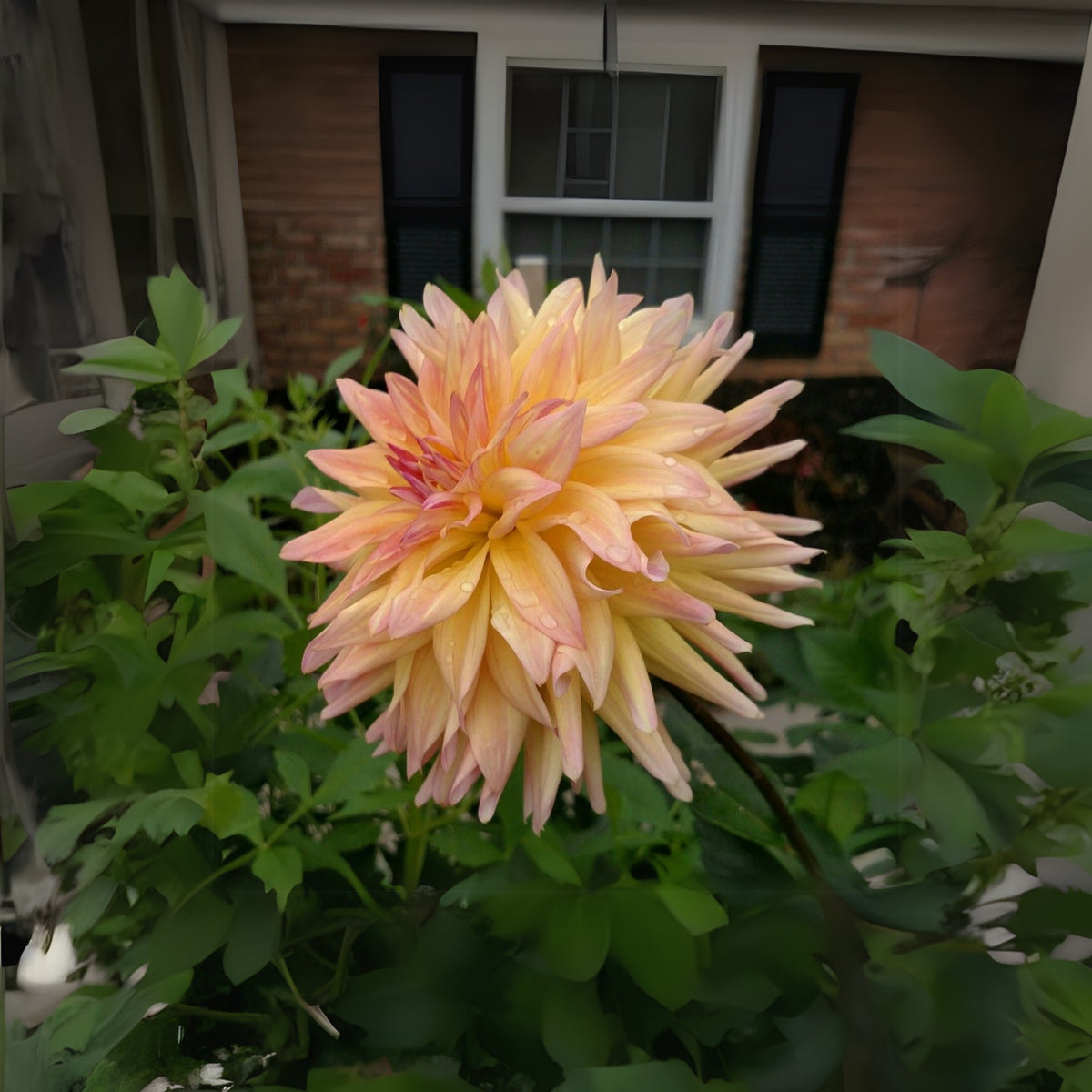 Cabana Banana Dahlia Perennial Seeds - Mixed Color Blooms, 40+ seeds