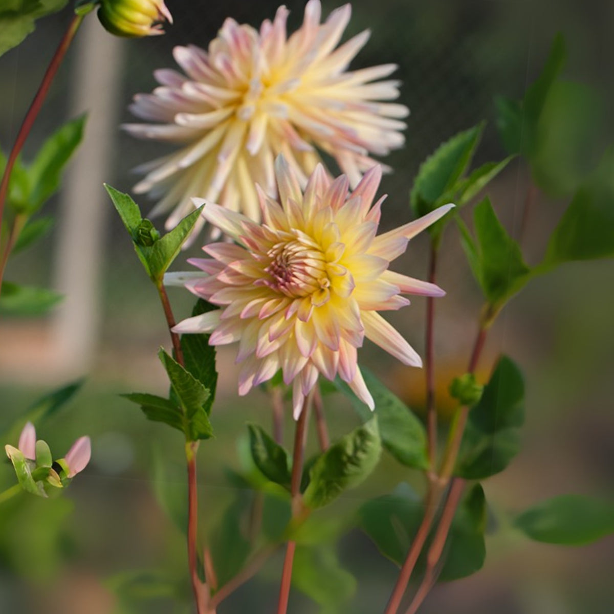 Cabana Banana Dahlia Perennial Seeds - Mixed Color Blooms, 40+ seeds