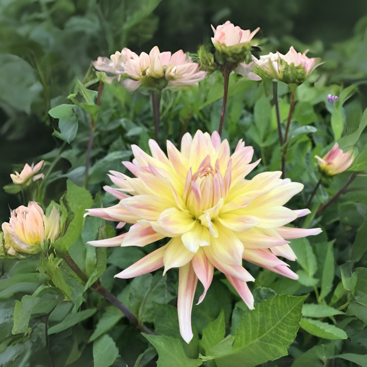 Cabana Banana Dahlia Perennial Seeds - Mixed Color Blooms, 40+ seeds