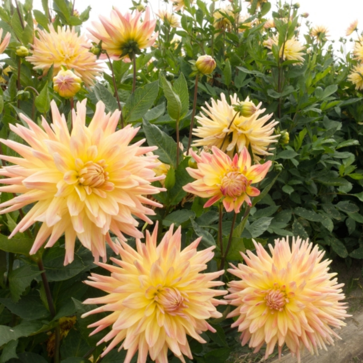 Cabana Banana Dahlia Perennial Seeds - Mixed Color Blooms, 40+ seeds