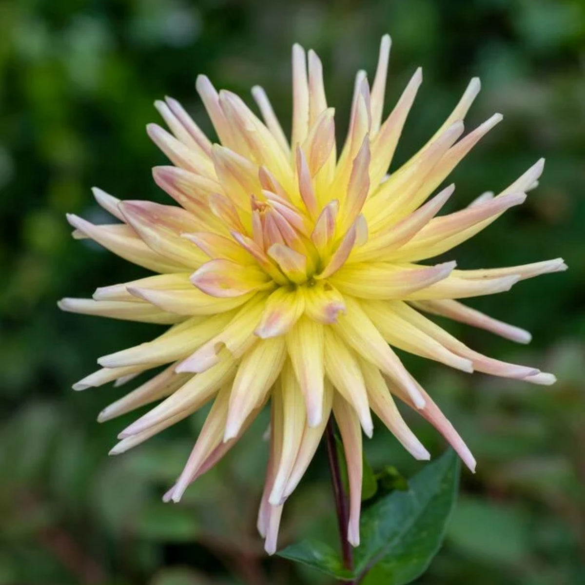 Cabana Banana Dahlia Perennial Seeds - Mixed Color Blooms, 40+ seeds