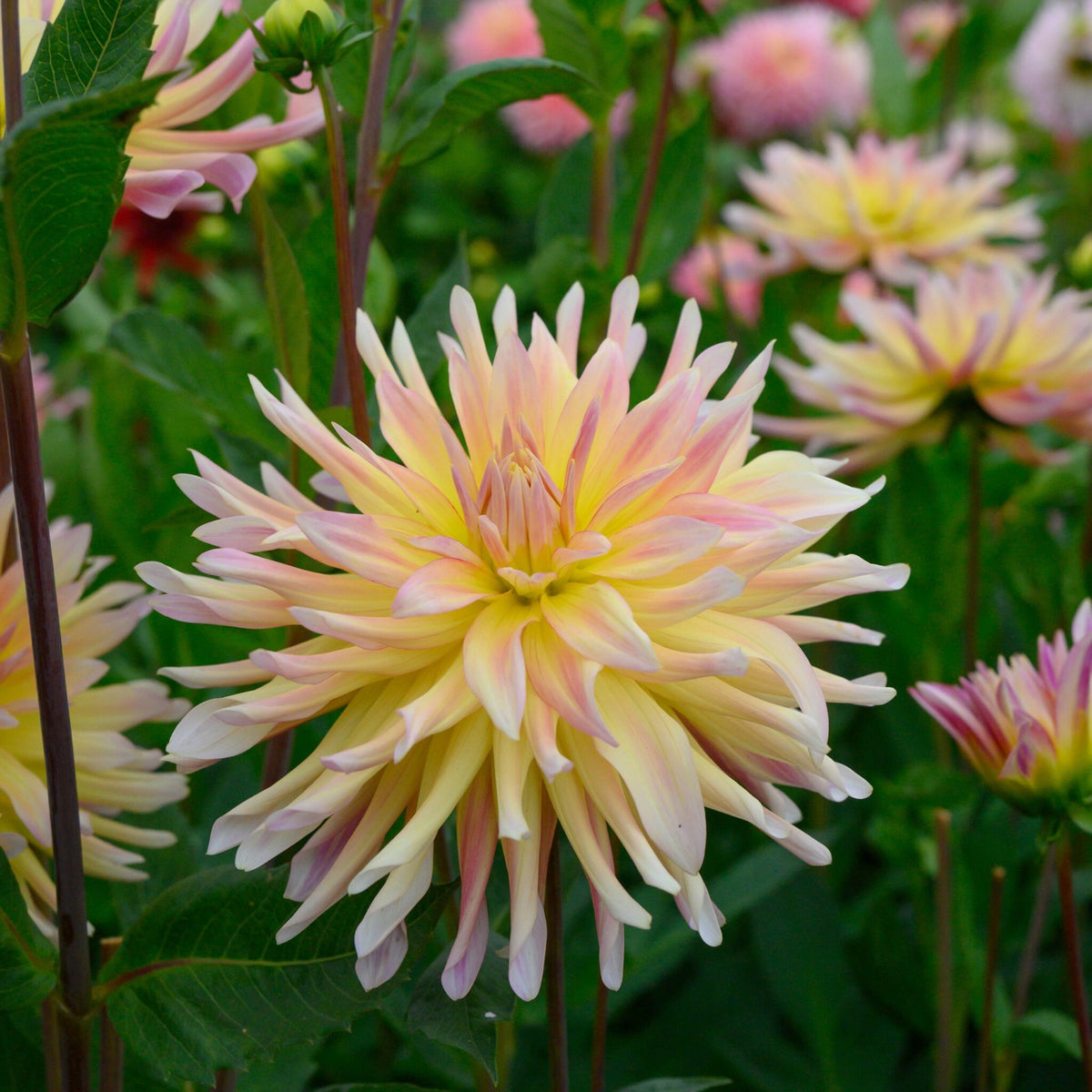 Cabana Banana Dahlia Perennial Seeds - Mixed Color Blooms, 40+ seeds