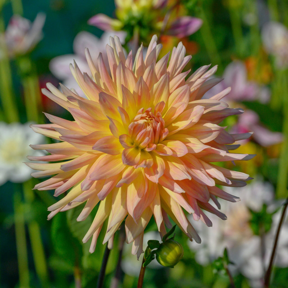 Cabana Banana Dahlia Perennial Seeds - Mixed Color Blooms, 40+ seeds