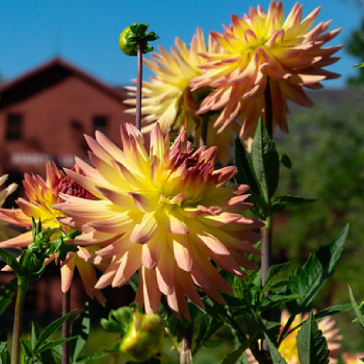 Cabana Banana Dahlia Perennial Seeds - Mixed Color Blooms, 40+ seeds