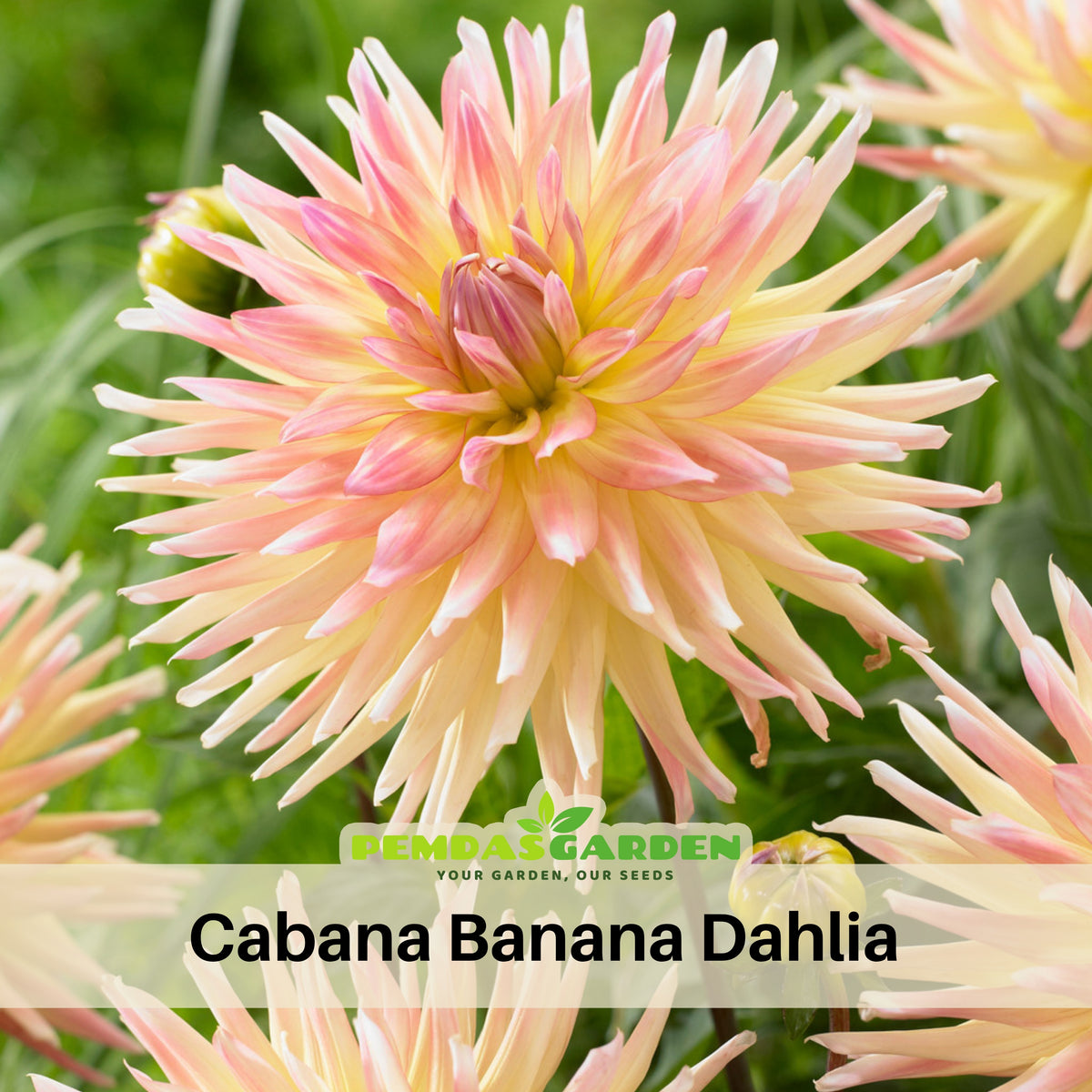 Cabana Banana Dahlia Perennial Seeds - Mixed Color Blooms, 40+ seeds