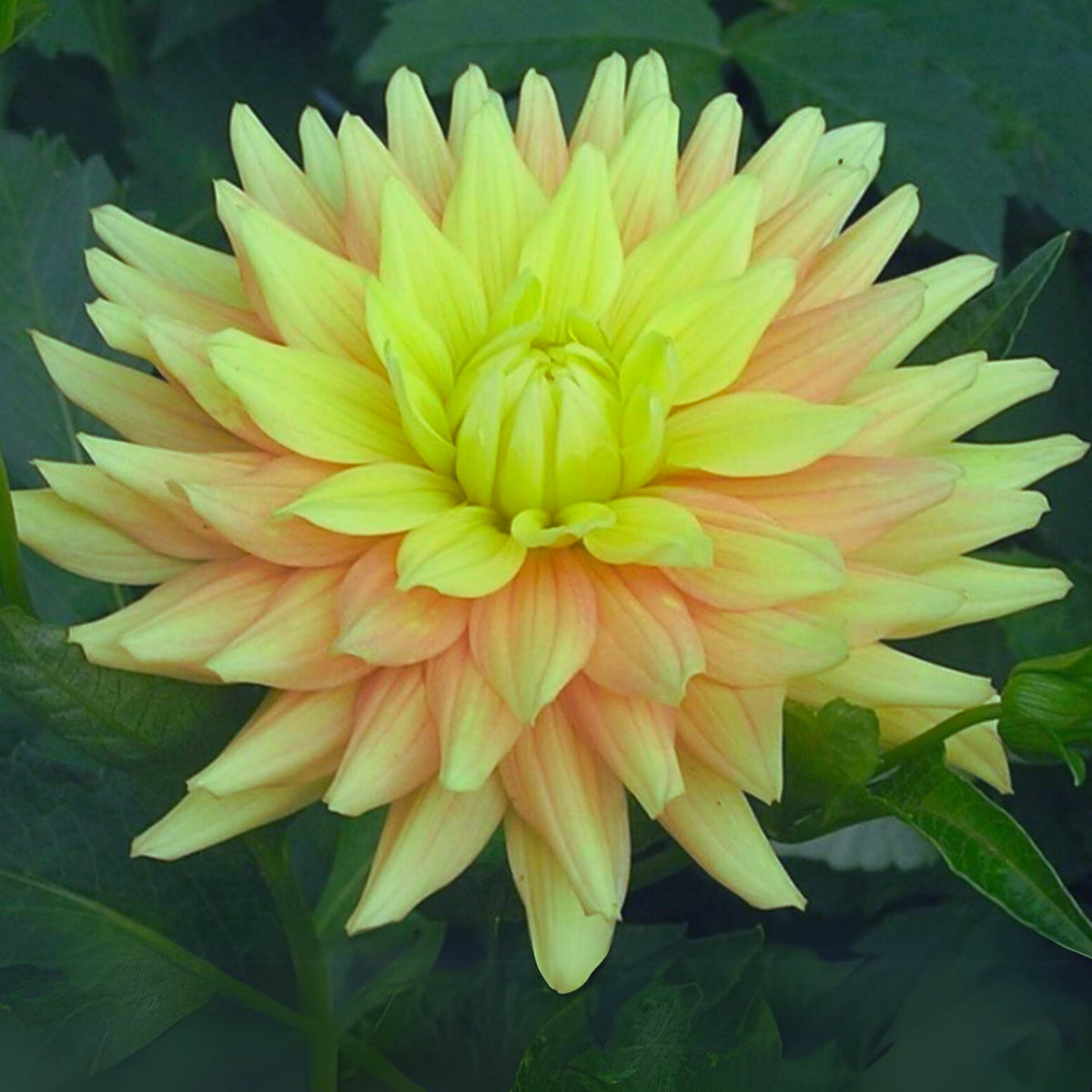 Candlelight Dahlia Perennial Seeds - Mixed Color Blooms, 40+ seeds