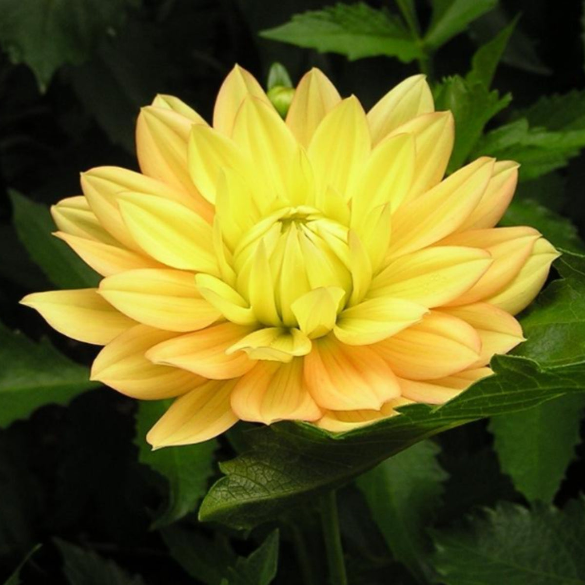 Candlelight Dahlia Perennial Seeds - Mixed Color Blooms, 40+ seeds