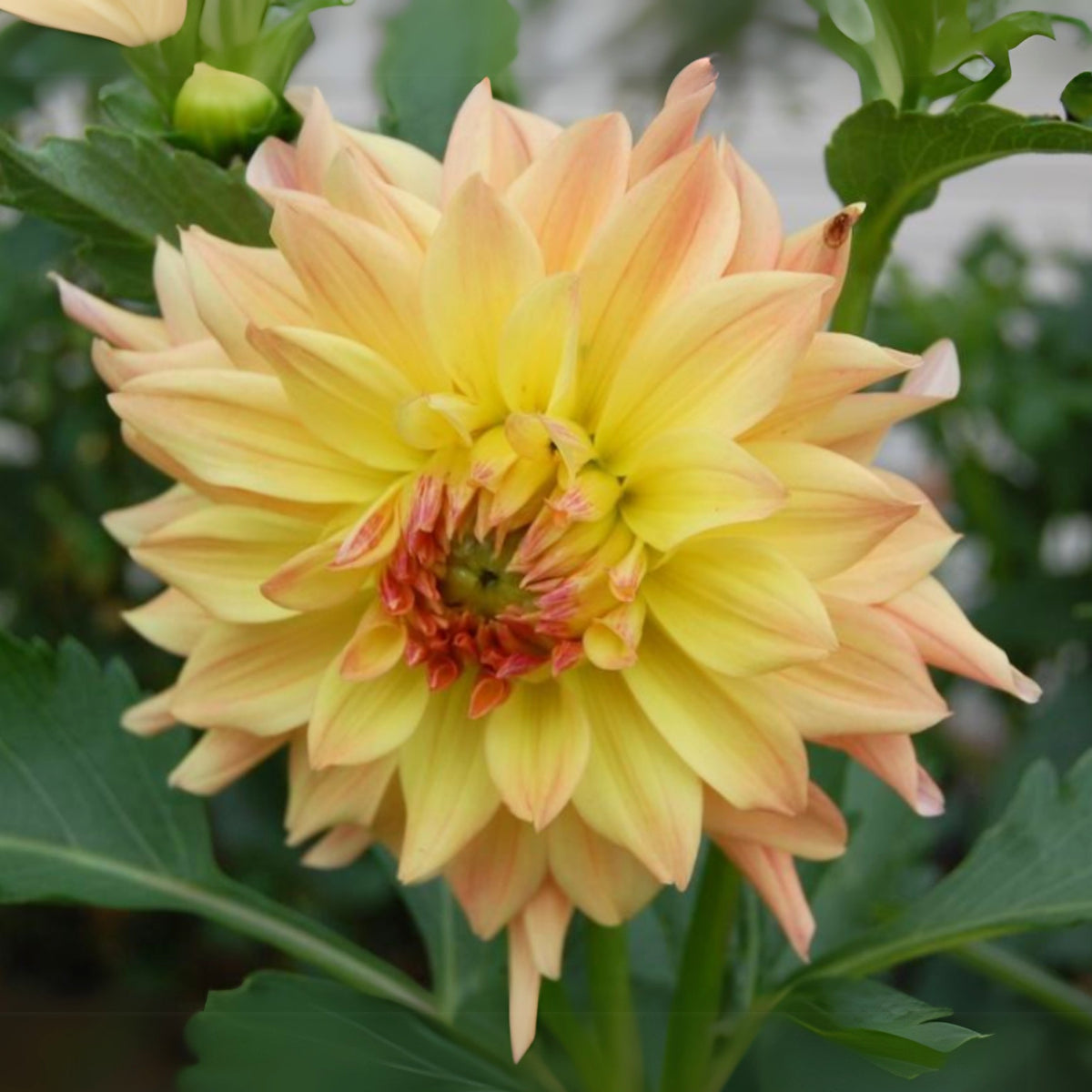 Candlelight Dahlia Perennial Seeds - Mixed Color Blooms, 40+ seeds