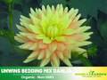 40+ Seeds|  Candlelight Dahlia Perennial Seeds – Mixed Color Blooms, Fast Growing Annual Flowers, Ornamental Garden Seeds for Borders & Pots#D025
