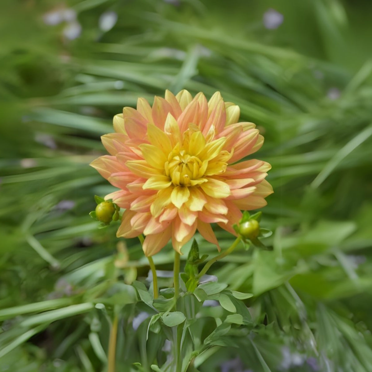 Candlelight Dahlia Perennial Seeds - Mixed Color Blooms, 40+ seeds