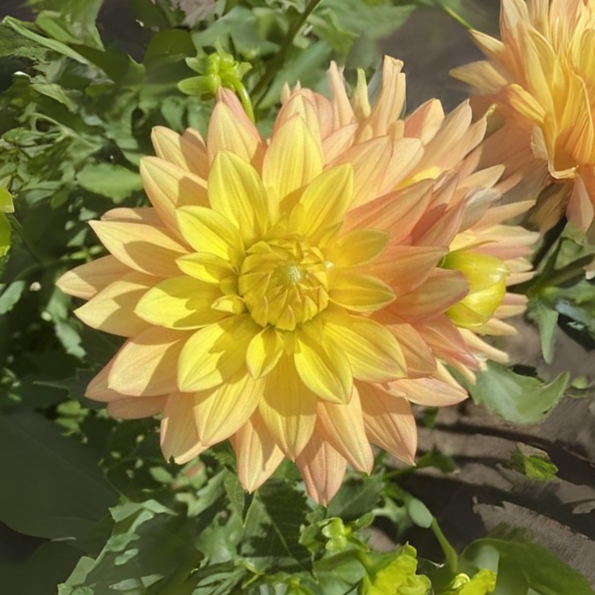 Candlelight Dahlia Perennial Seeds - Mixed Color Blooms, 40+ seeds