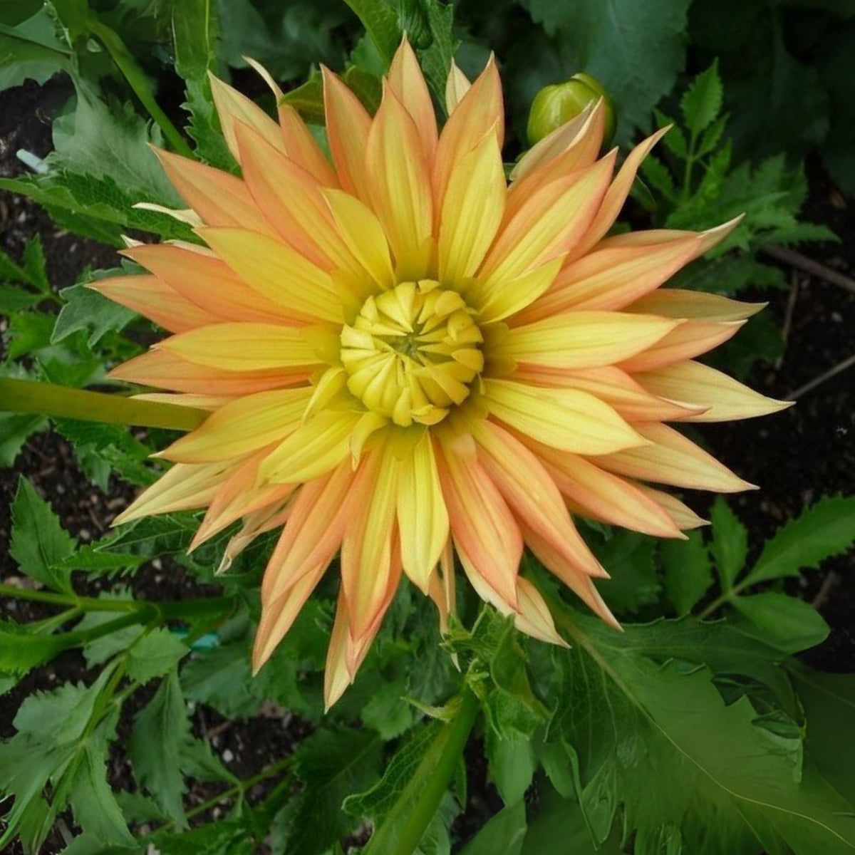 Candlelight Dahlia Perennial Seeds - Mixed Color Blooms, 40+ seeds