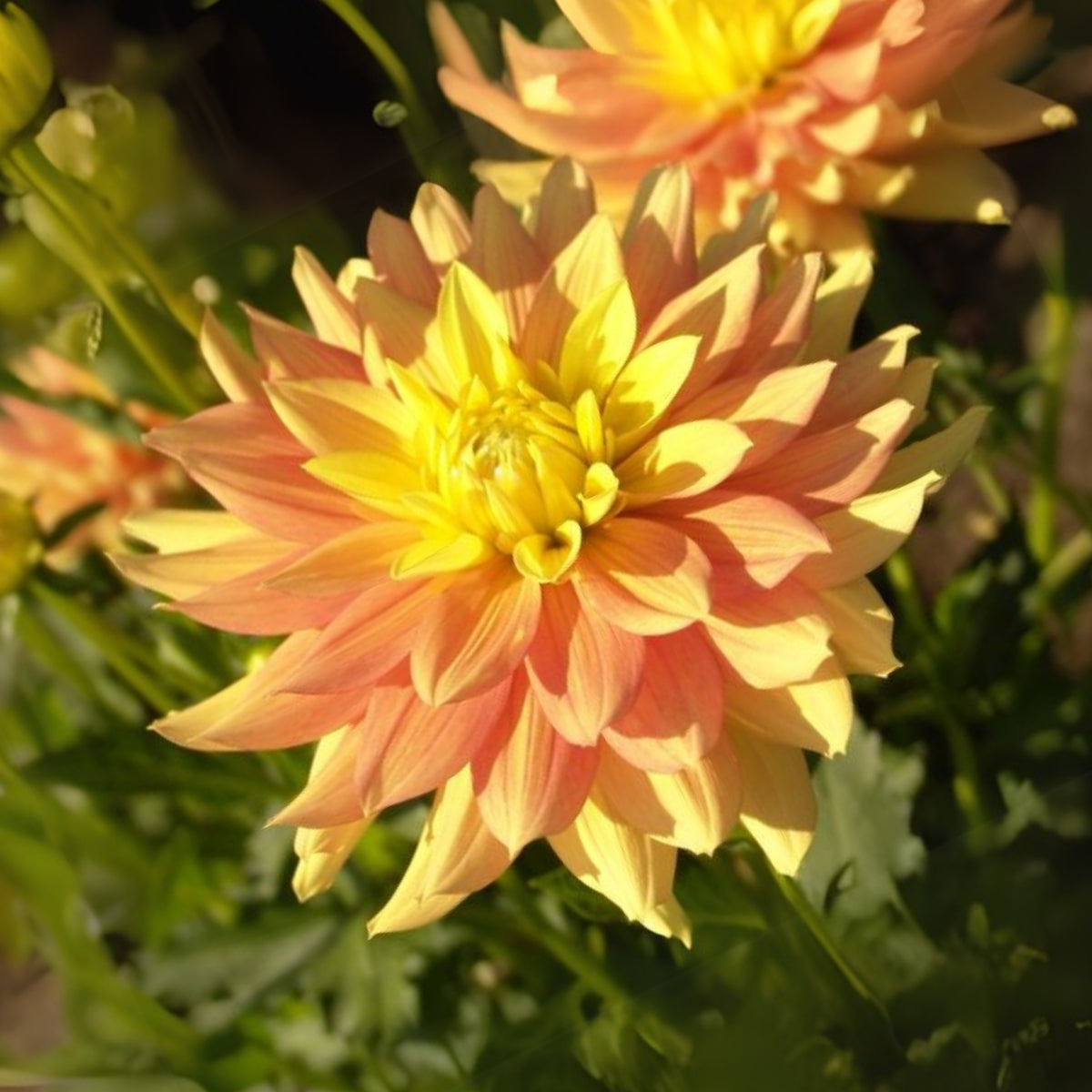 Candlelight Dahlia Perennial Seeds - Mixed Color Blooms, 40+ seeds
