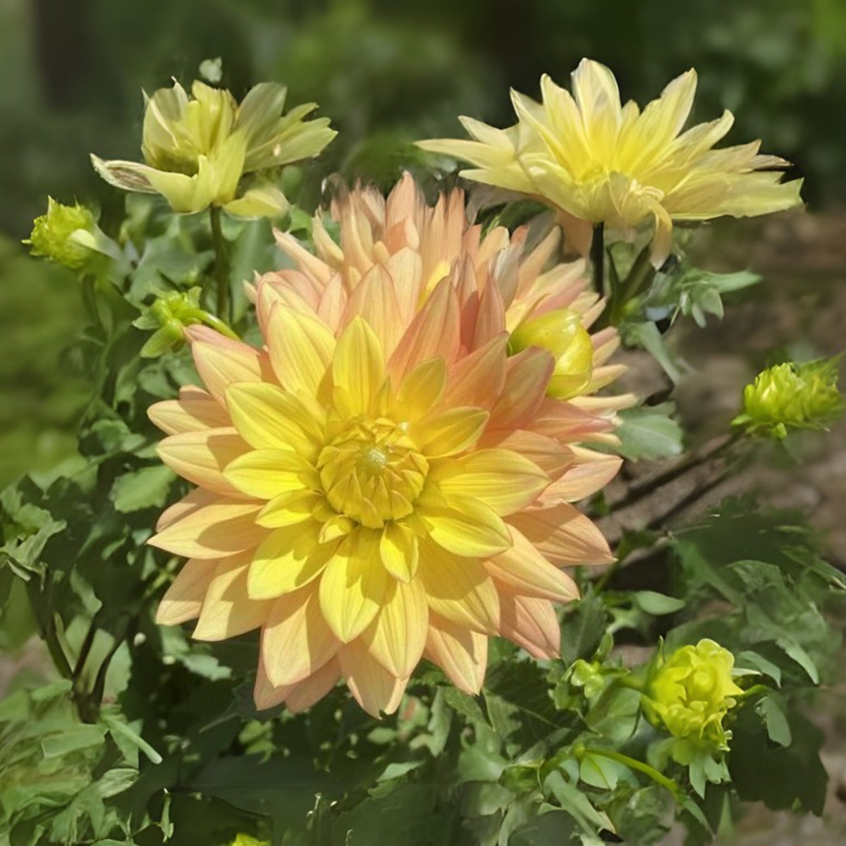 Candlelight Dahlia Perennial Seeds - Mixed Color Blooms, 40+ seeds