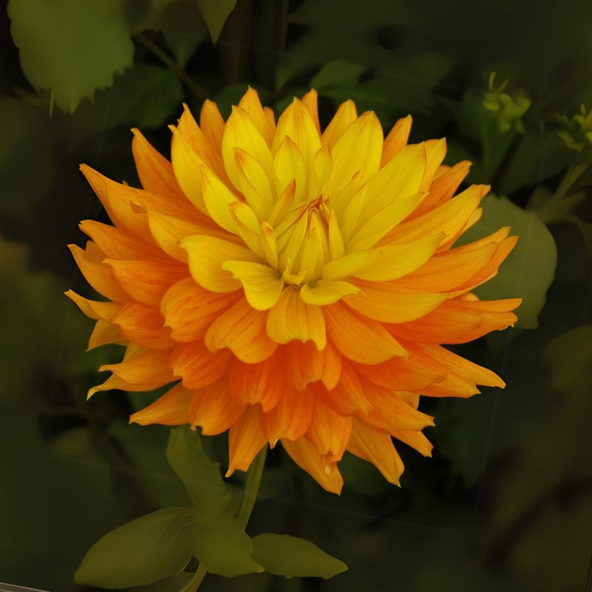 Candlelight Dahlia Perennial Seeds - Mixed Color Blooms, 40+ seeds