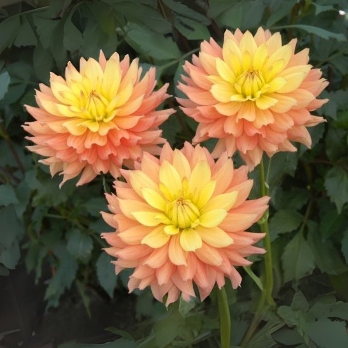 Candlelight Dahlia Perennial Seeds - Mixed Color Blooms, 40+ seeds