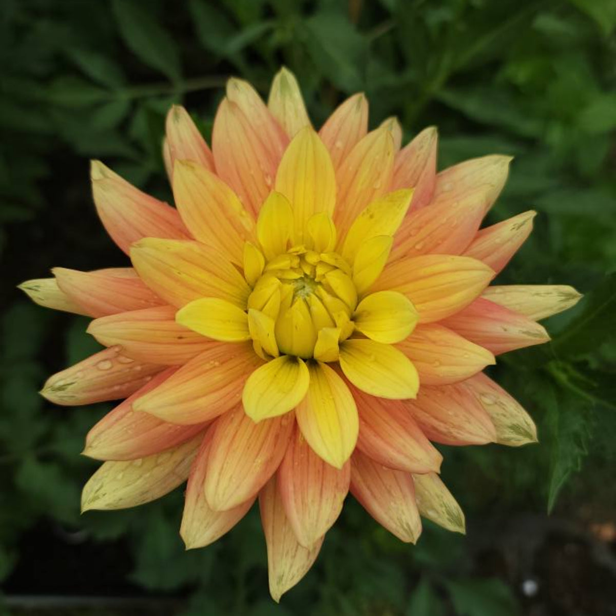 Candlelight Dahlia Perennial Seeds - Mixed Color Blooms, 40+ seeds