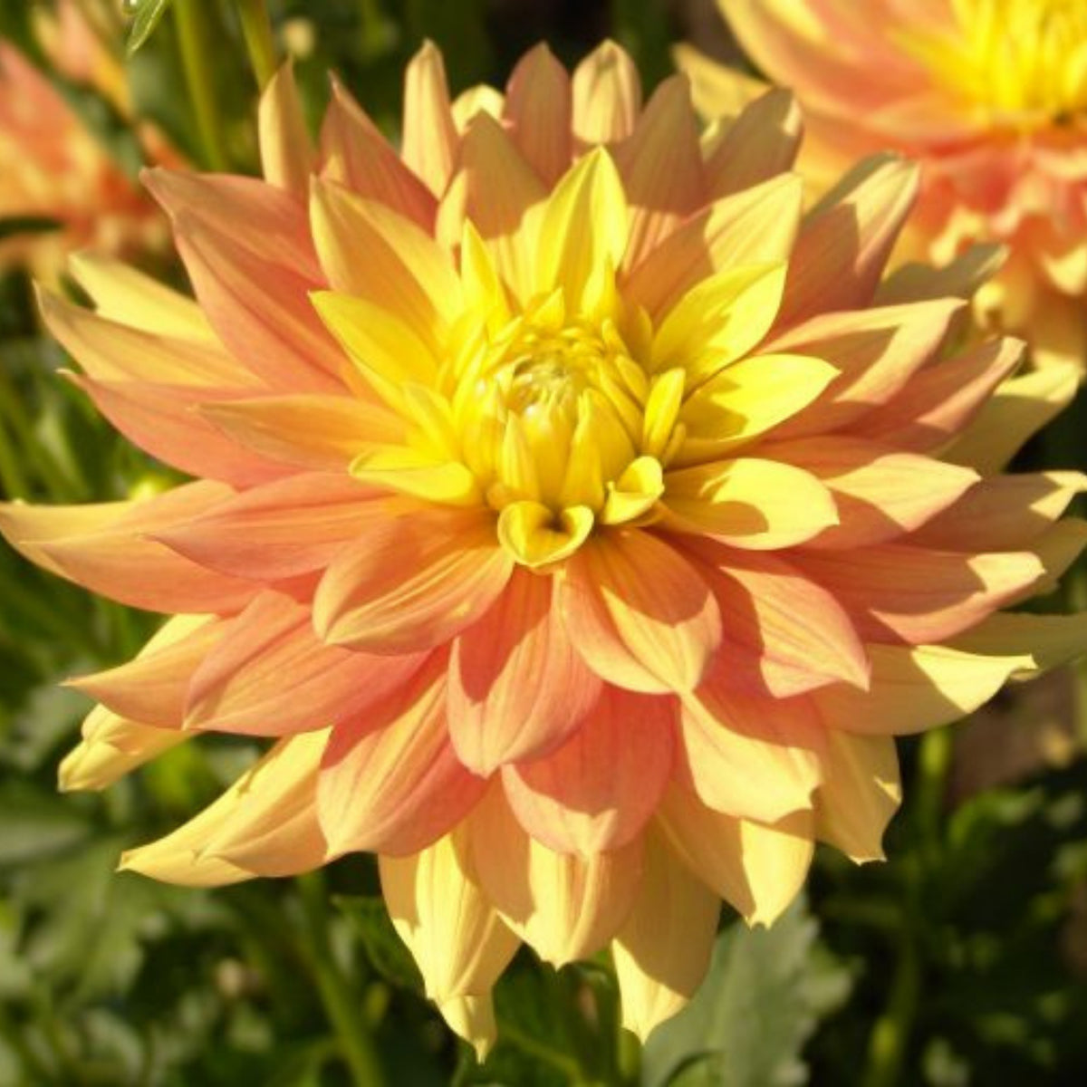 Candlelight Dahlia Perennial Seeds - Mixed Color Blooms, 40+ seeds