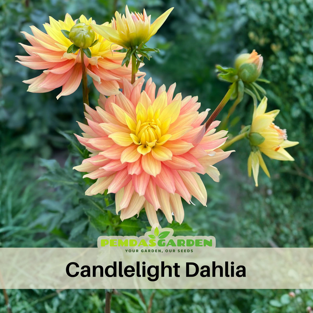 Candlelight Dahlia Perennial Seeds - Mixed Color Blooms, 40+ seeds