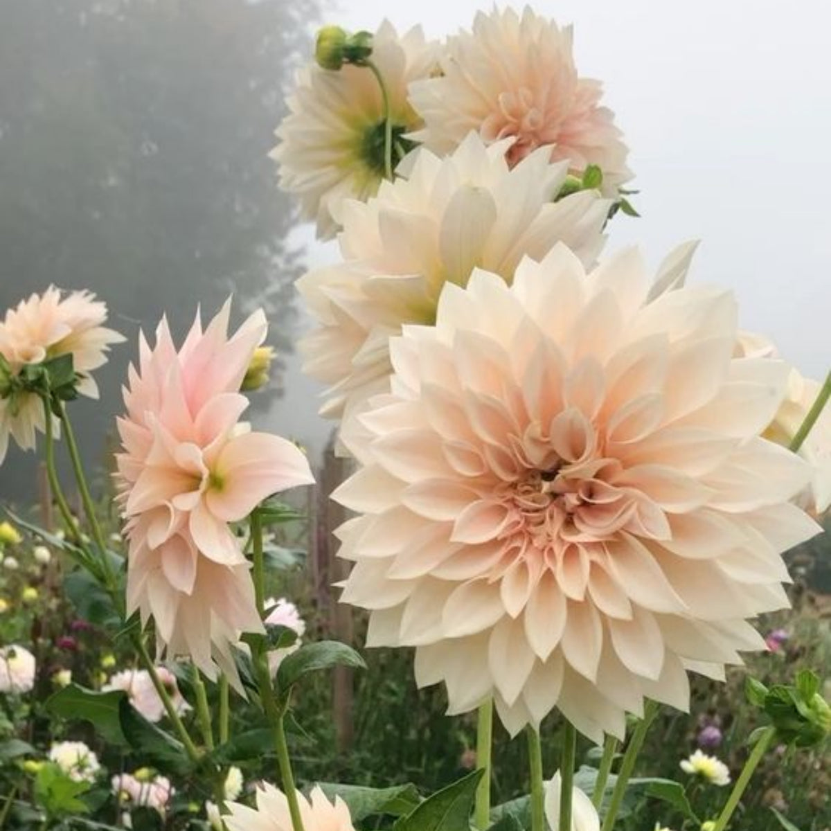 Café au Lait Dahlia Seeds - Container, Beds & Cut Bouquets, 40+ seeds