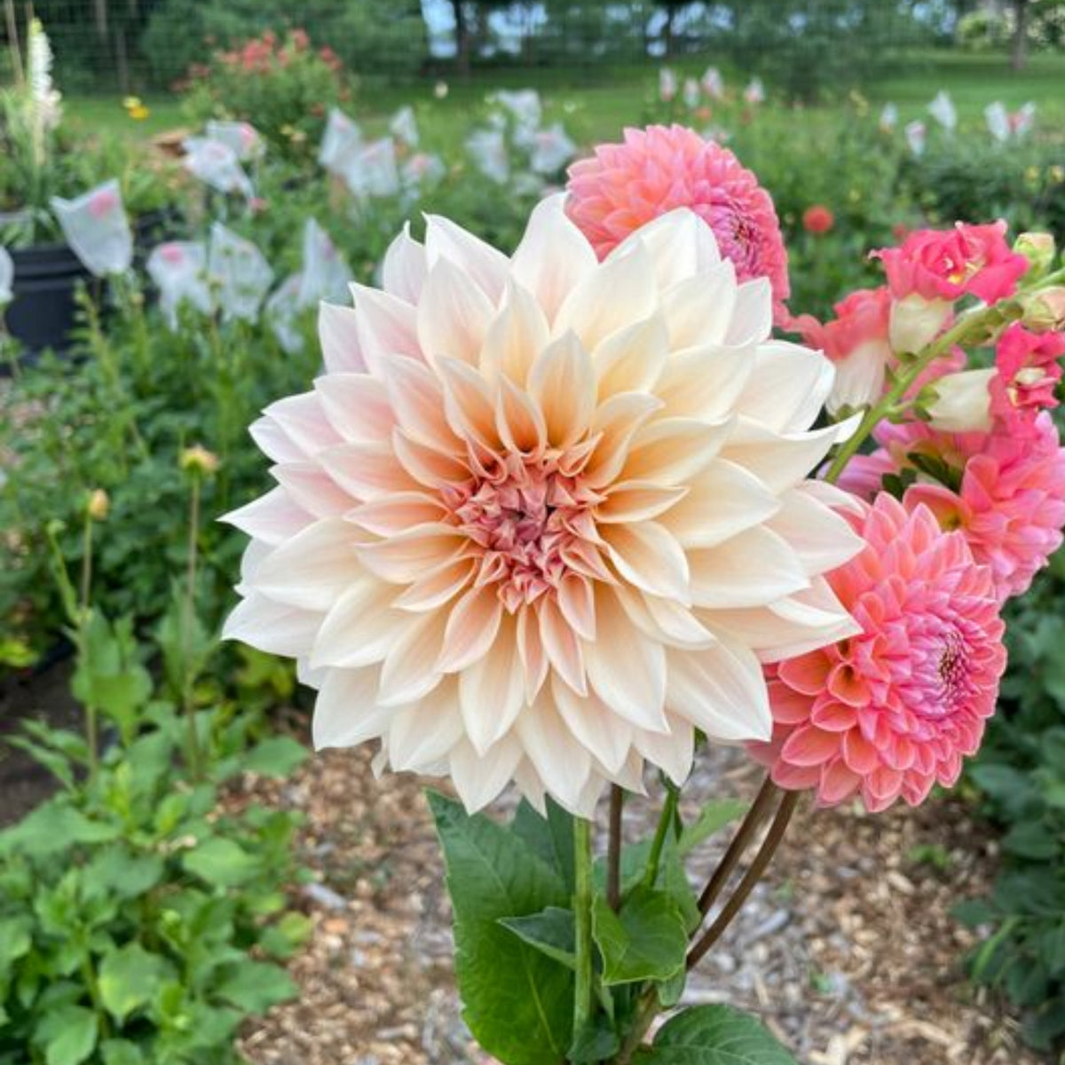 Café au Lait Dahlia Seeds - Container, Beds & Cut Bouquets, 40+ seeds