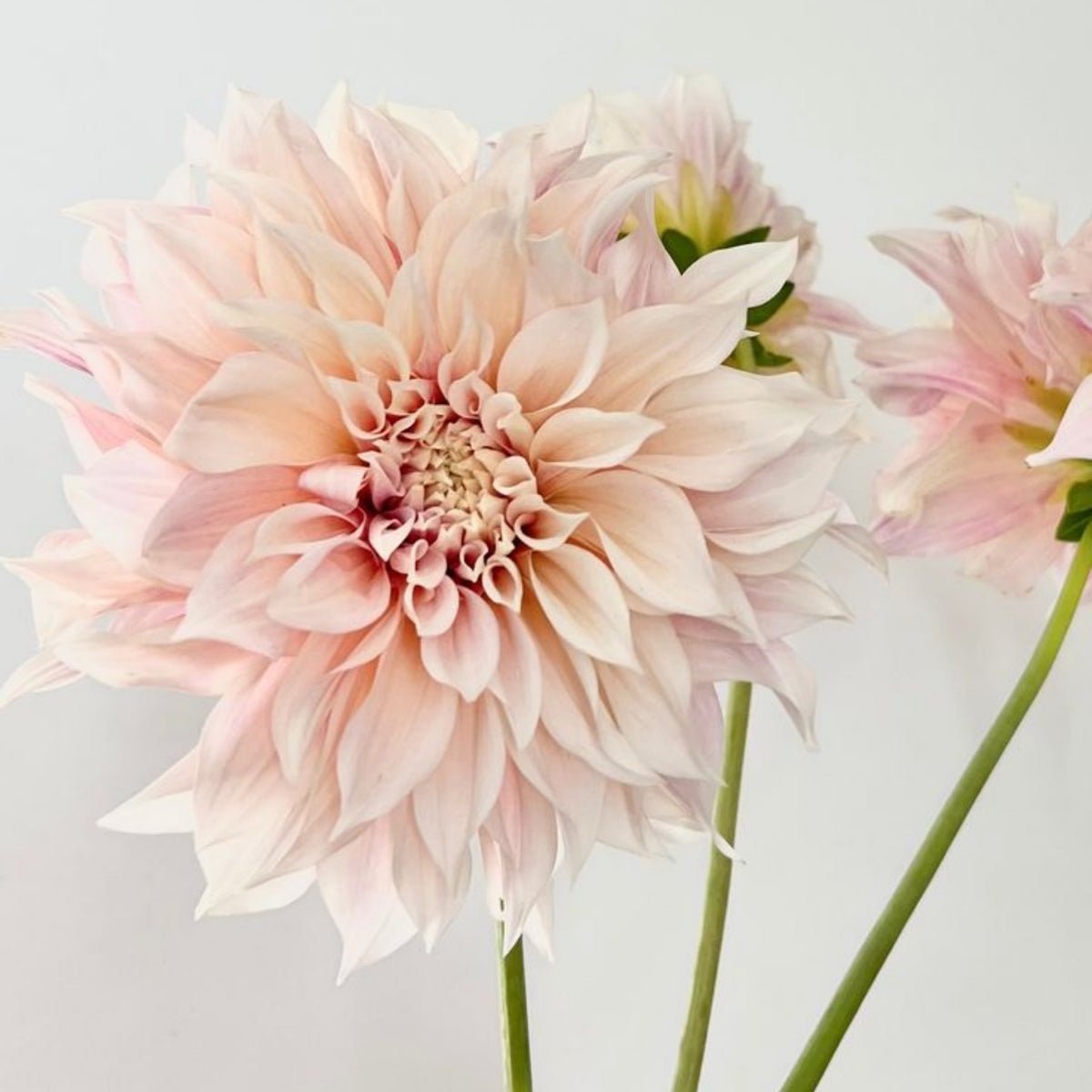 Café au Lait Dahlia Seeds - Container, Beds & Cut Bouquets, 40+ seeds