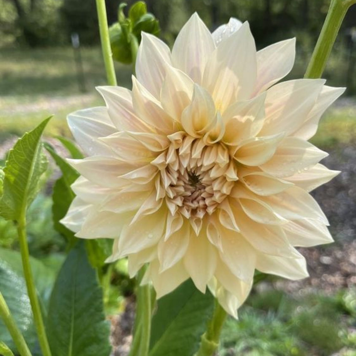 Café au Lait Dahlia Seeds - Container, Beds & Cut Bouquets, 40+ seeds