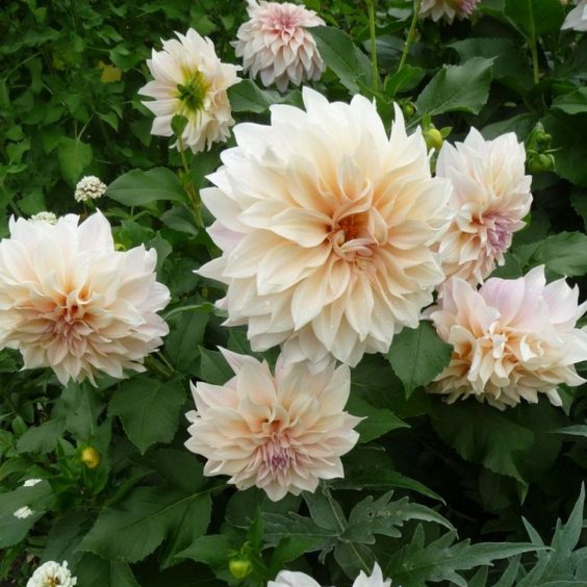 Café au Lait Dahlia Seeds - Container, Beds & Cut Bouquets, 40+ seeds