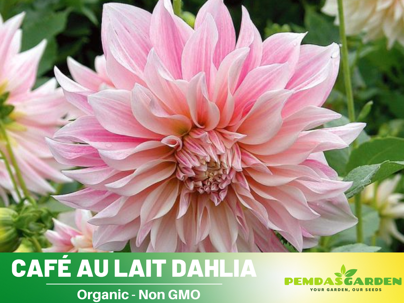 cafe au lait dahlia seeds 40+ Seeds-Café Au Lait Dahlia Seeds- Authentic - Open-Pollinated