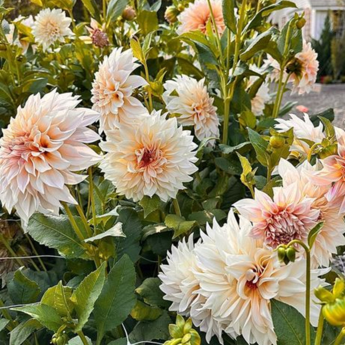 Café au Lait Dahlia Seeds - Container, Beds & Cut Bouquets, 40+ seeds
