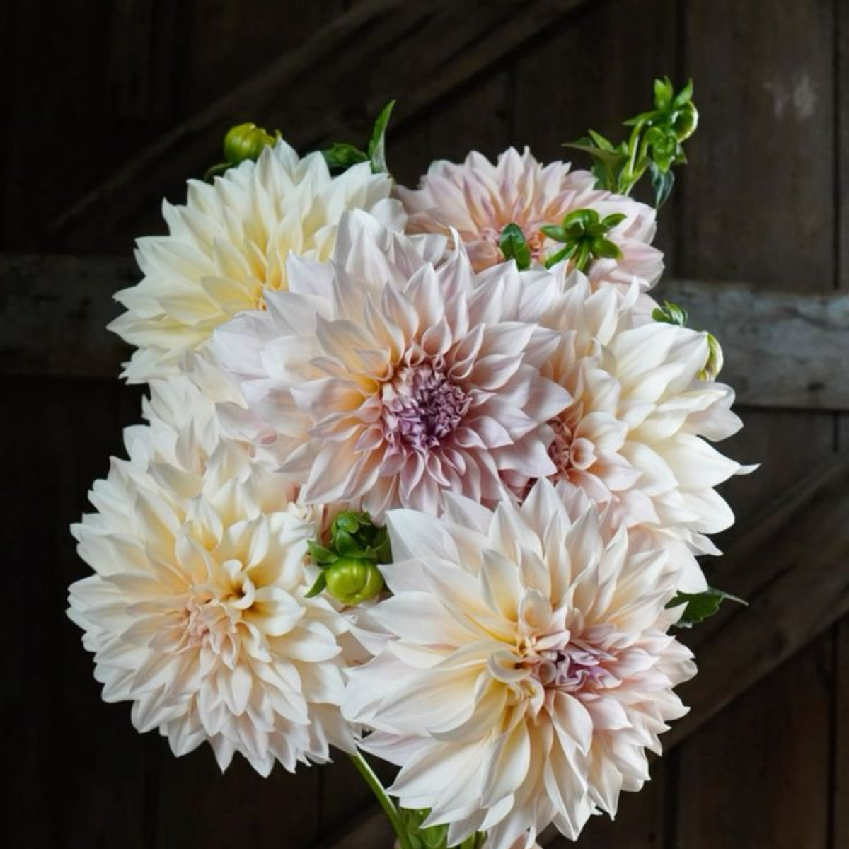 Café au Lait Dahlia Seeds - Container, Beds & Cut Bouquets, 40+ seeds