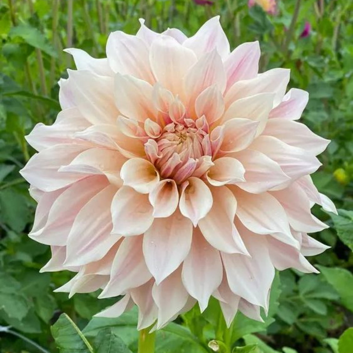 Café au Lait Dahlia Seeds - Container, Beds & Cut Bouquets, 40+ seeds