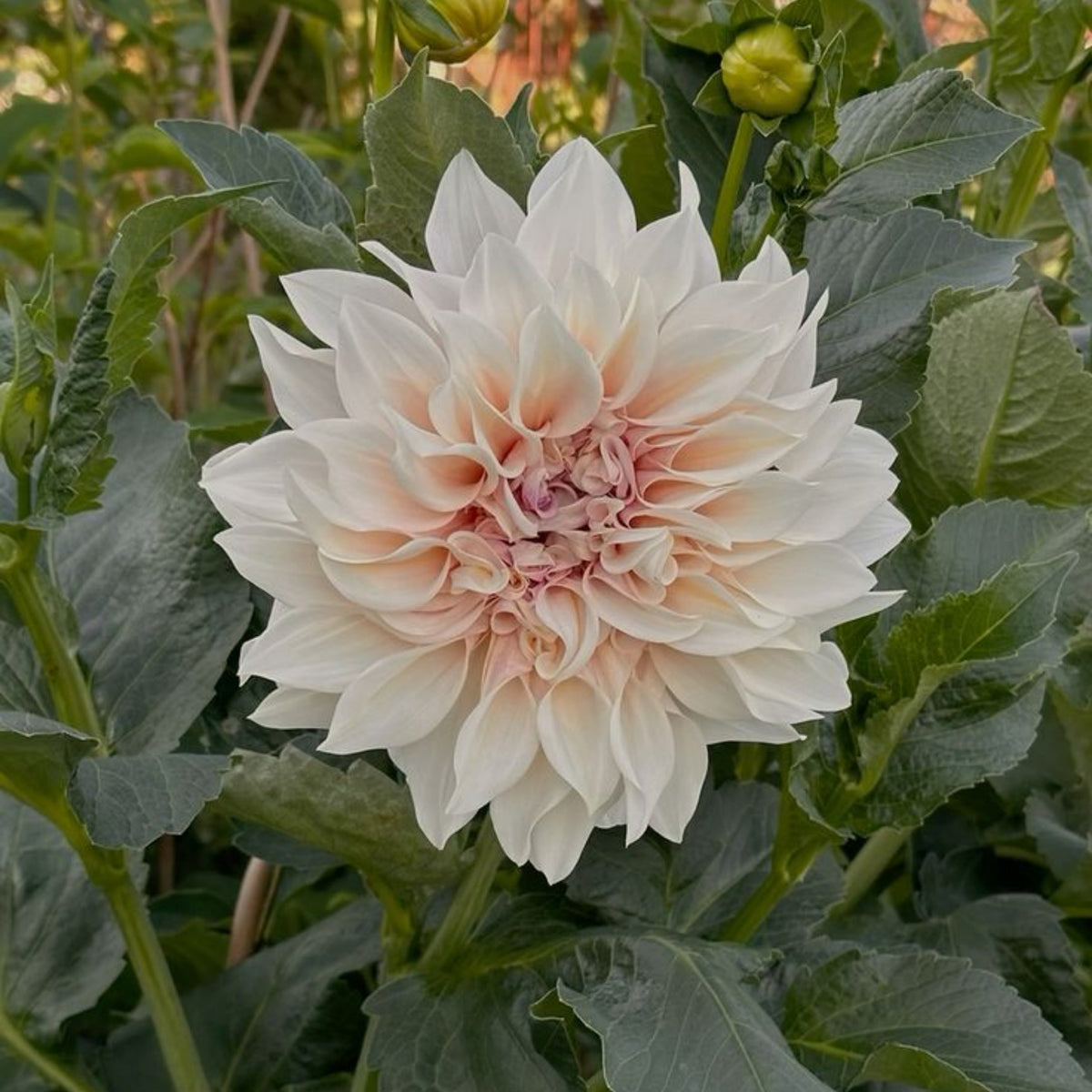 Café au Lait Dahlia Seeds - Container, Beds & Cut Bouquets, 40+ seeds